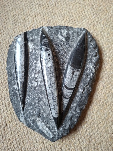 Orthoceras cephalopod fossil - cephalopod,