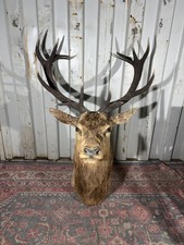 Vintage Large Red Deer Stag