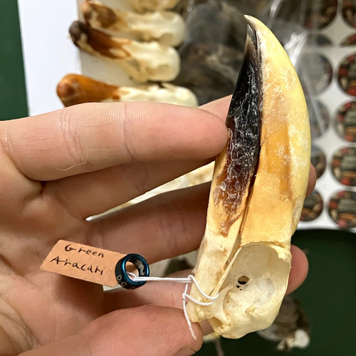 Green aracari bird - bird, skull