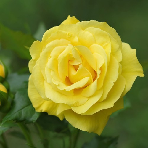 Rose bush mountbatten 3 - rose, in