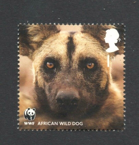 African wild dog - african, dog/wwf/gb