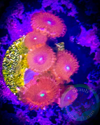 Saf people eater zoanthid - eater,