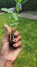 Pea  garden peas multisown-