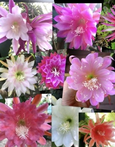Epiphyllum cactus mix - 6, x