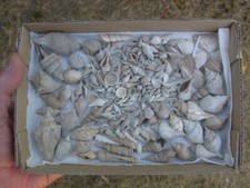 A collection of numerous Bartonian Eocene BARTON BEDS fossil molluscs Hampshire