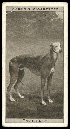 Ogden greyhound racing - 'greyhound,