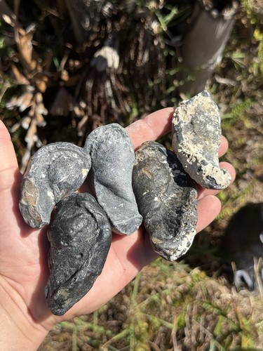 Fossil whale ear bones from - ear,
