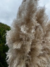 40 fluffy real pampas grass