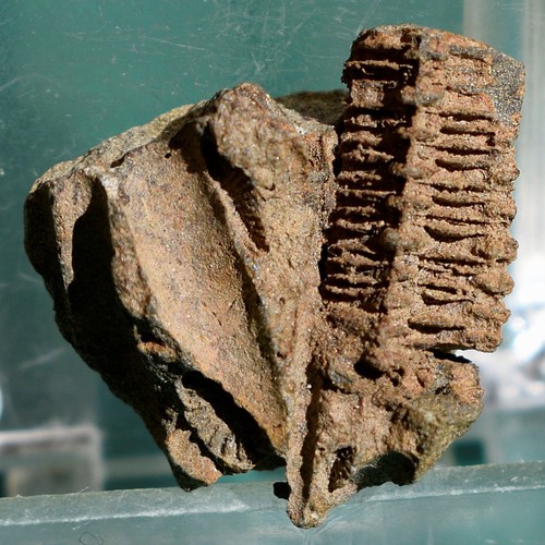 Crinoid bolivia devonian - crinoid:,