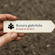 Bursera glabrifolia seeds - seeds,