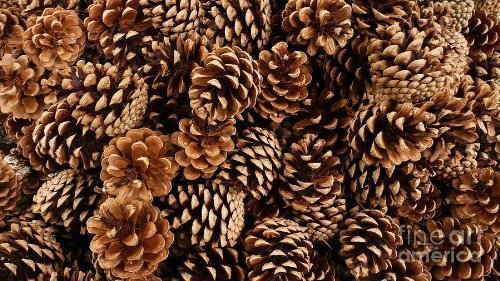 500g box pine - cones, 3-8cm
