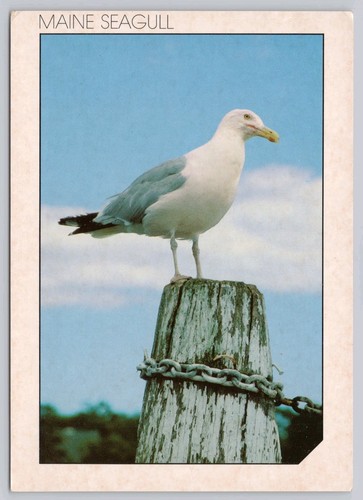 Postcard main seagull - main,