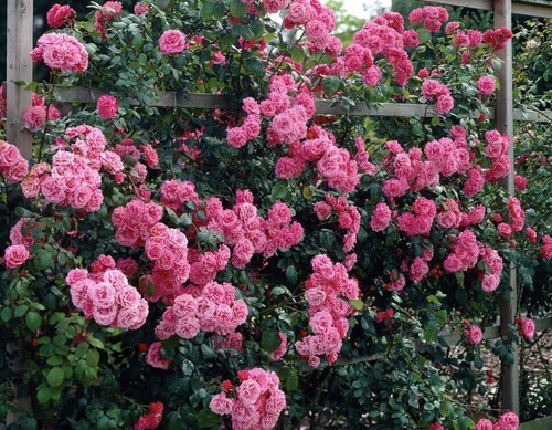 Climbing rose pink perpetue - pink,