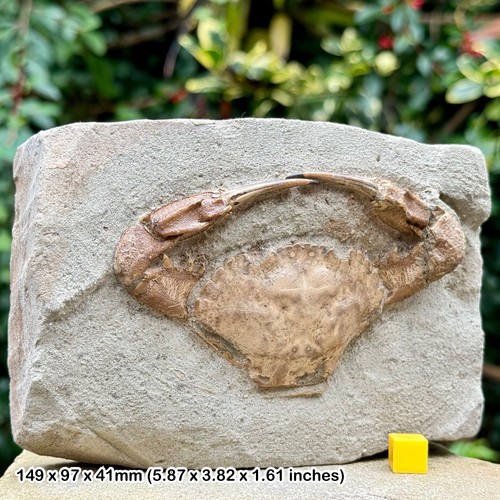 Charybdis complete fossil - fossil, crab