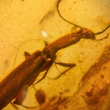 Burmese amber fossil large - amber,