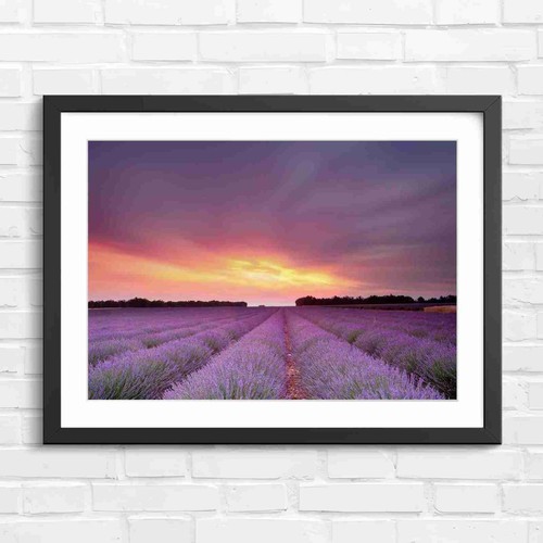 Lavender field sunset - field,