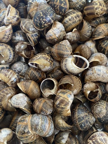 Land baby snail empty - shells,