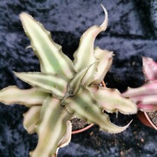 Cryptanthus earth star - earth,