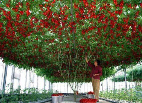 Giant tree tomato - tomato,