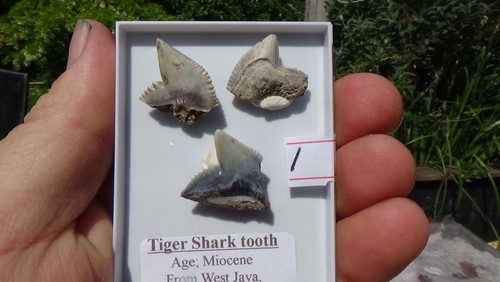 Set of tiger shark - #1,, a