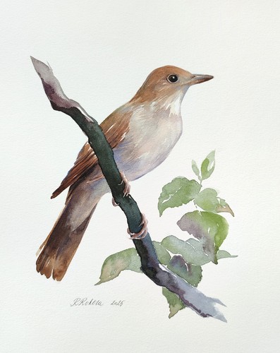 Nightingale original - nightingale,