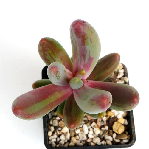 Exact plant pachysedum - plant,