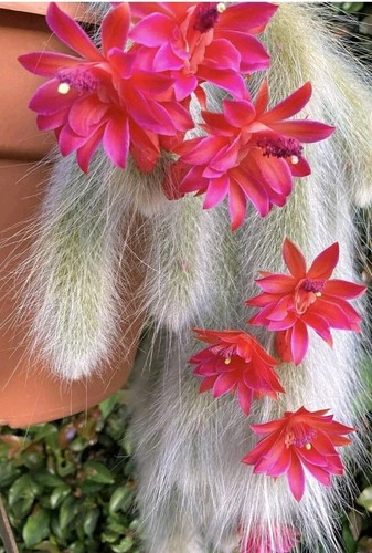 Hildewinteria colademoninis - hildewinteria,