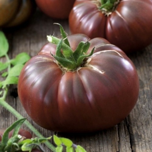 Tomato noire crimee 40 - tomato, de