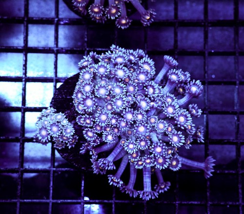 Ice blue goniopora wysiwyg - goniopora,