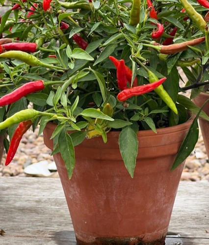 Chilli - ,