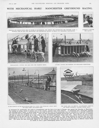 Greyhound racing with - greyhound, a