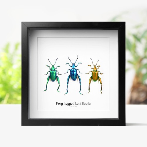 Frog legged beetle insect - frog-legged,