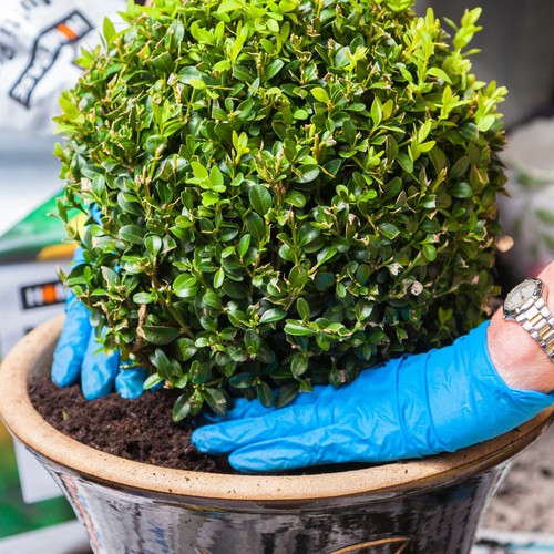 Buxus ball 30cm diameter - 30cm,