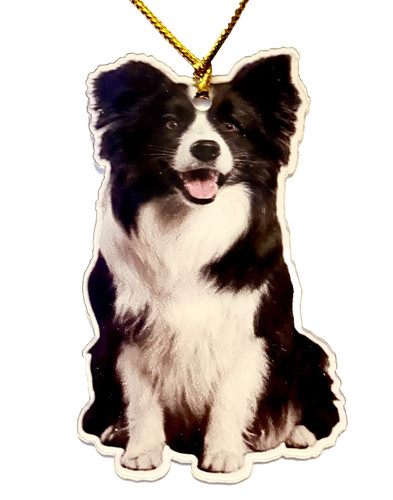 Adorable border collie - adorable, dog