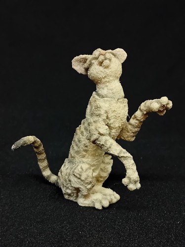 Breed apart grey tabby - breed, cat