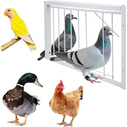 1pc single entrance pigeon - single,