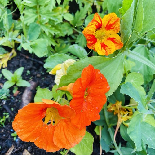 Nasturtiums dayglow organic - 6,