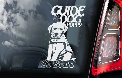 Guide dog puppy car - dog,