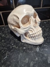 Educational Model Resin Art Human Skull Replica