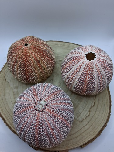 Natural sea urchin shells set - natural,