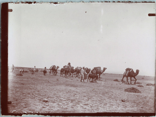 Algeria biskra desert - biskra,,
