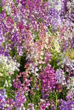 TOADFLAX - FAIRY BOUQUET -