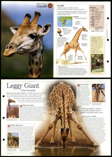 Giraffe mammals - #22,