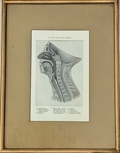 Antique anatomical - antique,
