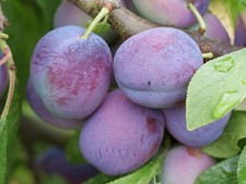 Dwarf Plum 'Blue Tit' ideal