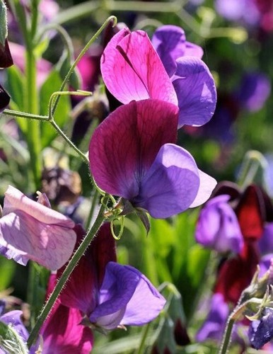 Seeds sweet pea old - old, spice