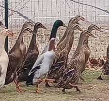 12+ Grey Runner Duck Hatching