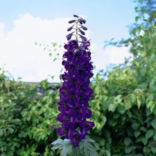 Delphinium Black Knight Litre