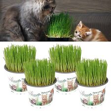4 x Cat Grass Hordeum Living Plants in 12cm Pots - Growing Plants NOT SEED