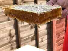 HONEYCOMB, 2025  NEW Harvest